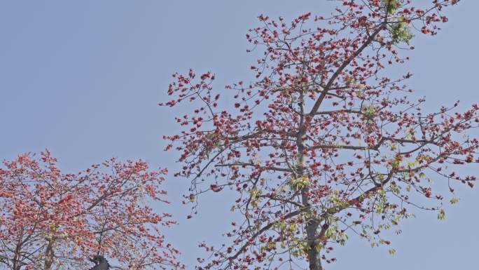 4K实拍，广州光孝,绽放的木棉花。