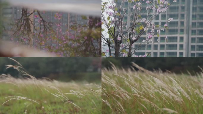 随风飘摇白茅洋紫荆户外雨天大自然