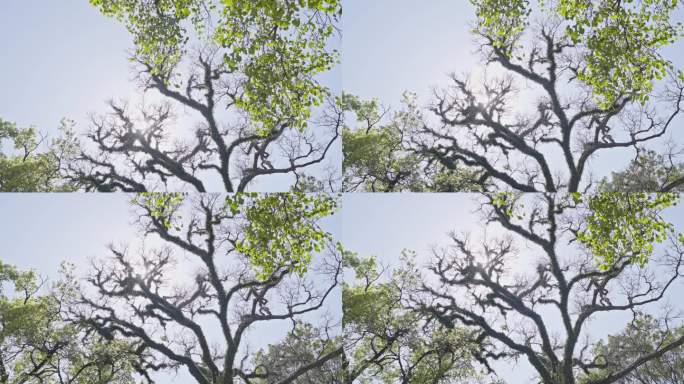4K实拍，春光下广州光孝寺祖堂古树一角。