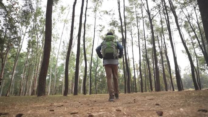 男徒步旅行者在松树林中跋涉