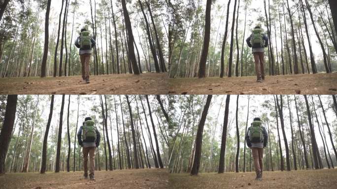 男徒步旅行者在松树林中跋涉
