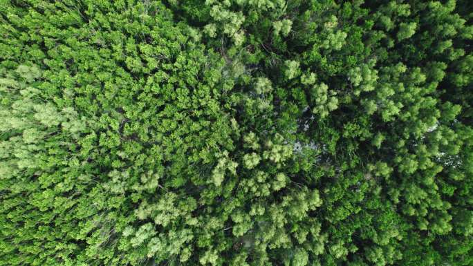 树木树林4k航拍素材
