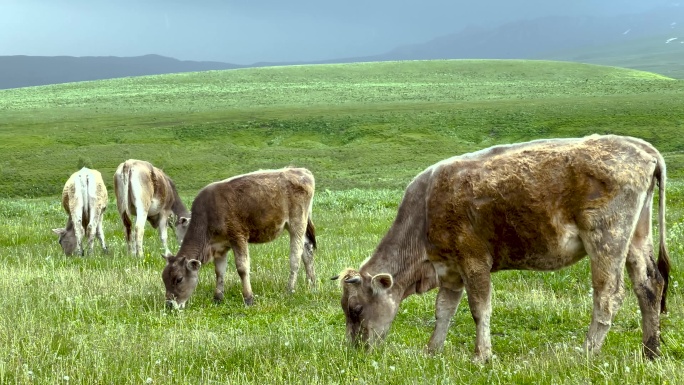 新疆草原上的牛群吃草惬意春天