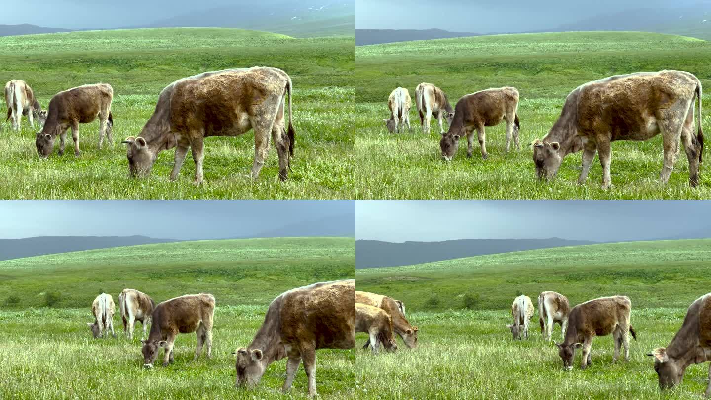 新疆草原上的牛群吃草惬意春天