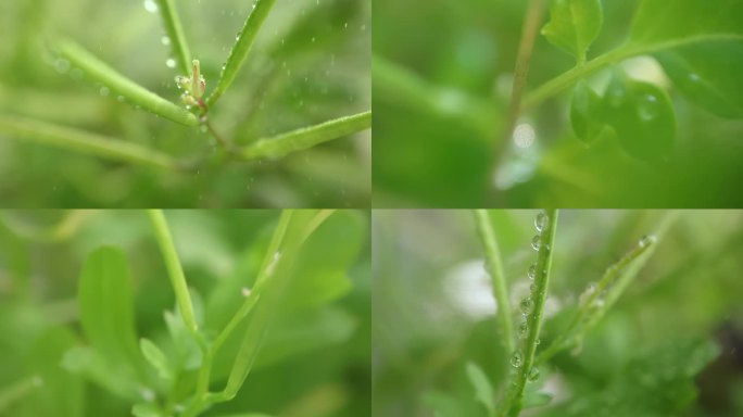 4K升格帧植物微观世界微距高速摄影