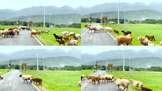 羊群过马路拦路新疆春天