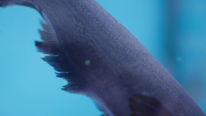 在水族馆里遇见黑鬼刀鱼波浪鳍