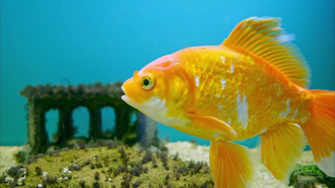 鱼缸里金黄色的鱼