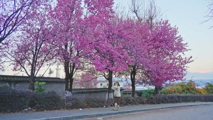 4K美女在樱花树下漫步