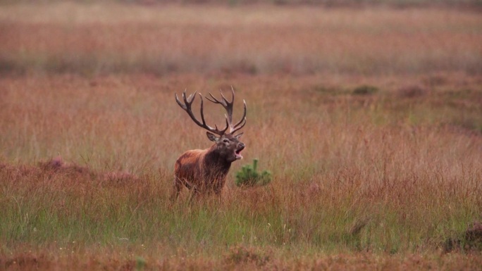 在荷兰的交配季节，一只马鹿在Veluwe的田野里咩咩叫的慢动作