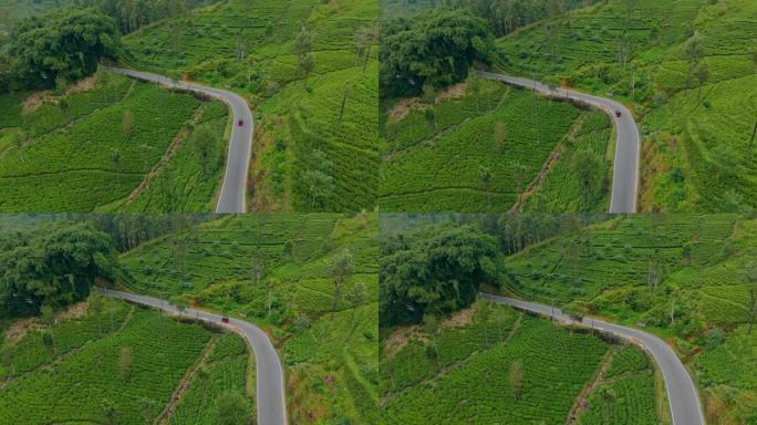 鸟瞰图的嘟嘟车在道路上通过茶叶种植园在斯里兰卡