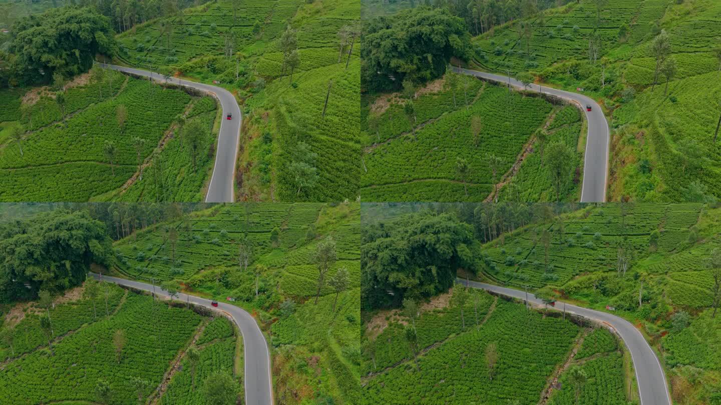 鸟瞰图的嘟嘟车在道路上通过茶叶种植园在斯里兰卡