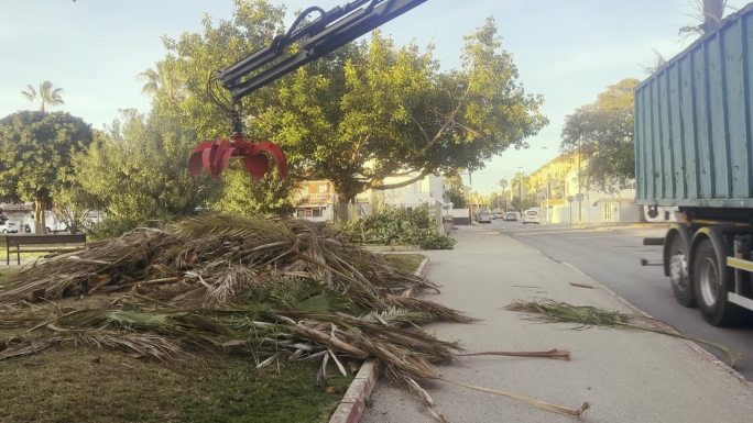 嫁接有效地清除了街道上被砍断的棕榈枝。在视频中，机器的抓手紧紧抓住修剪过的叶子的特写。修剪棕榈树需要