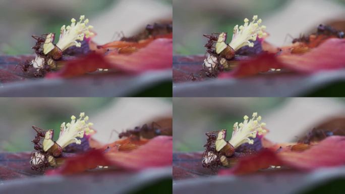 红蚂蚁在红色木槿掉落的花瓣上觅食的特写镜头
