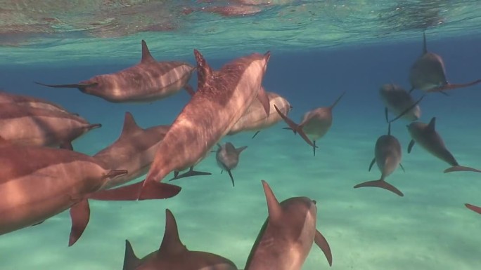 一群海豚在清澈的海水中嬉戏。