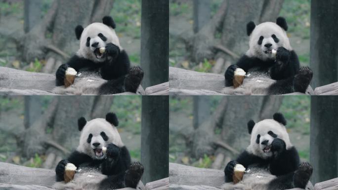 大熊猫吃竹子竹笋