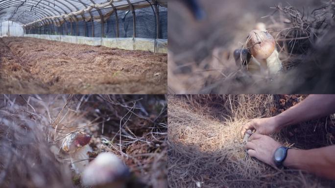 大球盖菇种植