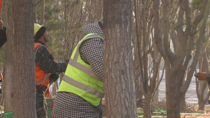 修剪小区绿植园丁园林工人修剪树木城市绿化
