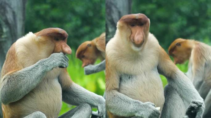 婆罗洲的长鼻猴。马来西亚。
