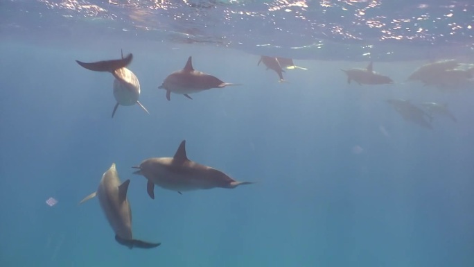 红海海豚的水下生活。