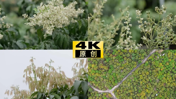 春天蜜蜂采蜜嫩叶荔枝花海惊蛰万物生长复苏