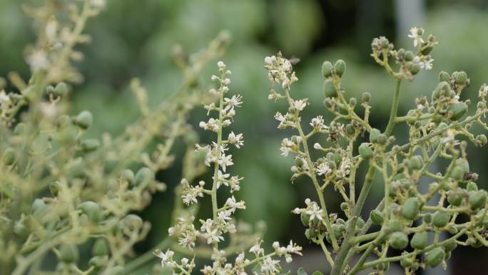 春天蜜蜂采蜜嫩叶荔枝花海惊蛰万物生长复苏