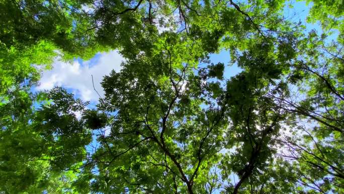 蓝天 白云 风吹树动
