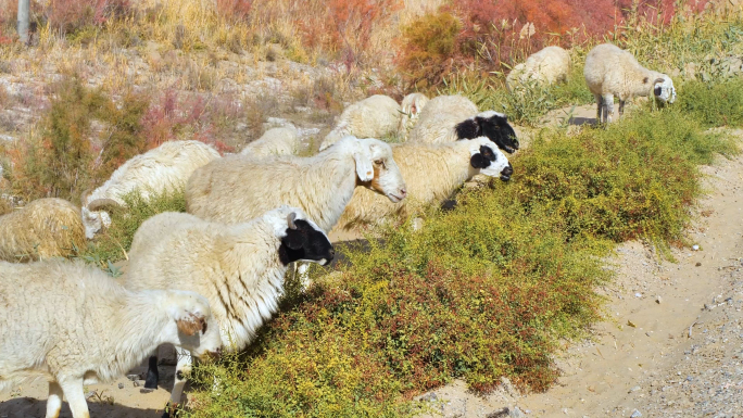 新疆罗布羊塔河羔羊