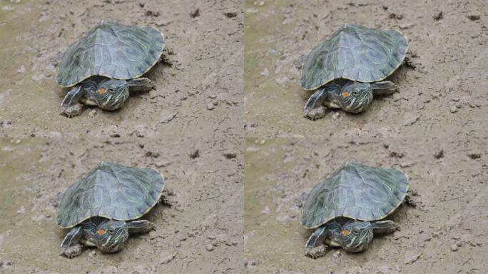 户外一只乌龟巴西龟