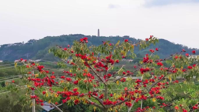 木棉花与广州莲花山莲花塔