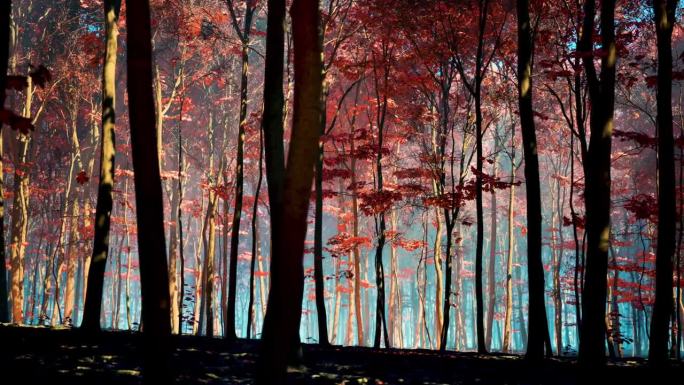 一个阳光明媚的日子，秋天的森林里有红色的树叶