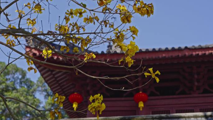 4K实拍广州光孝寺一角黄风铃花与古建筑。