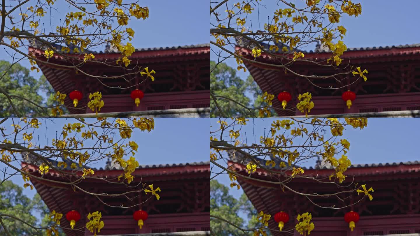 4K实拍广州光孝寺一角黄风铃花与古建筑。