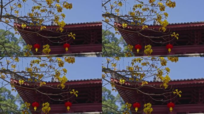 4K实拍广州光孝寺一角黄风铃花与古建筑。