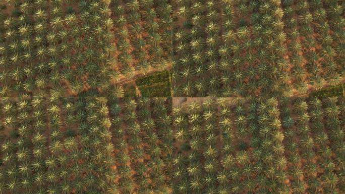 棕榈树种植园——鸟瞰图。在阳光明媚的日子里，绿洲里的油棕和椰子树的背景图案。沙特阿拉伯(4K)。