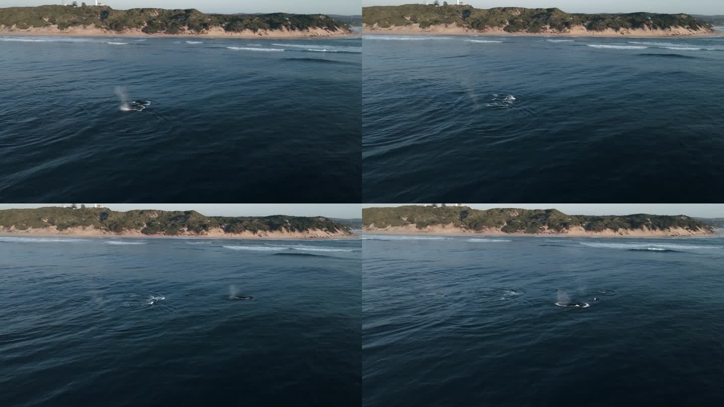 一群座头鲸从莫桑比克海岸迁徙的航拍照片