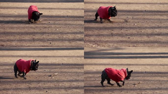 穿红毛衣的狗在玩捡球游戏