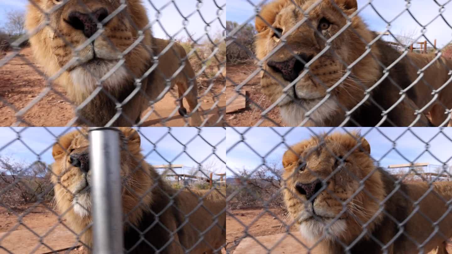 狮子沿着野生动物保护区的围栏追逐摄影师
