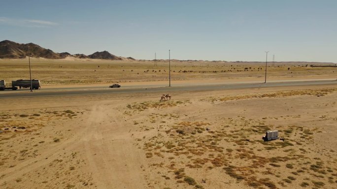 水路行驶在沙漠公路上，车辆稀少。在炎热的晴天，一对骆驼在沙漠的路边吃草。空中无人机视图(4K)。