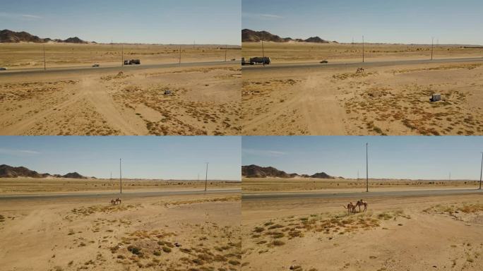 水路行驶在沙漠公路上，车辆稀少。在炎热的晴天，一对骆驼在沙漠的路边吃草。空中无人机视图(4K)。