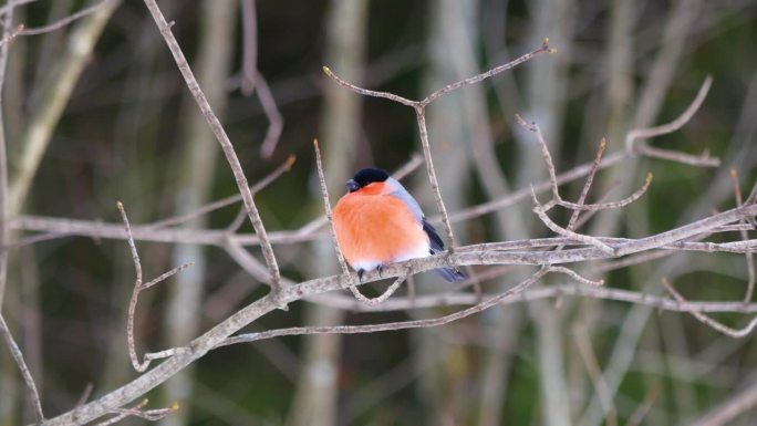 一只红腹灰雀栖息在冬季森林的树枝上