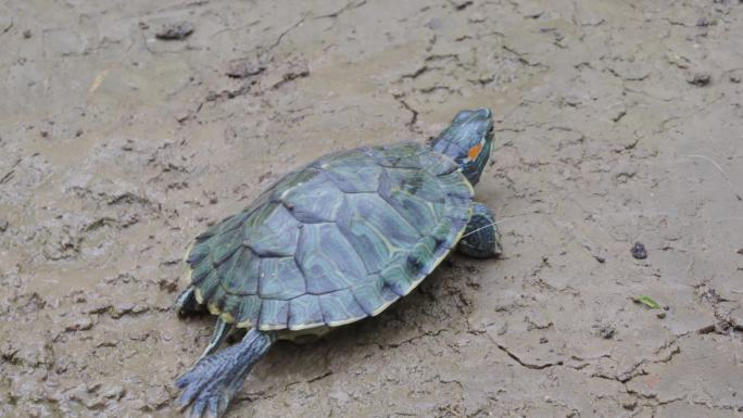 户外爬行的一只乌龟巴西龟
