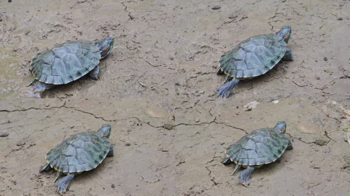 户外爬行的一只乌龟巴西龟