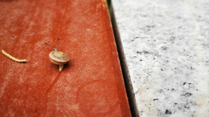 蜗牛与蚂蚁爬行自然中的人生哲理