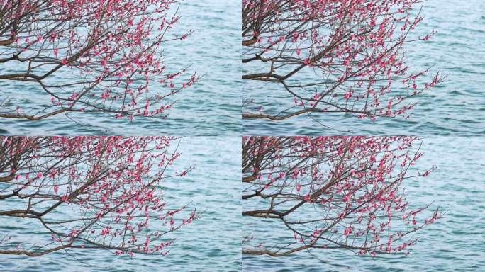 面朝湖水春暖花开，春天湖边盛开的梅花