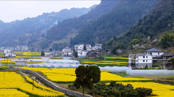 航拍农村油菜花