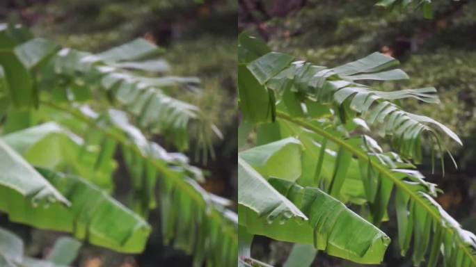 深圳街边芭蕉树城市景观空镜