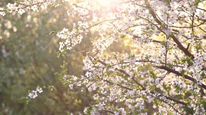 开花苹果树与树枝与太阳耀斑的背景。苹果树花近景。美丽的白花