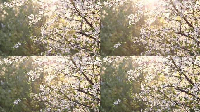 开花苹果树与树枝与太阳耀斑的背景。苹果树花近景。美丽的白花