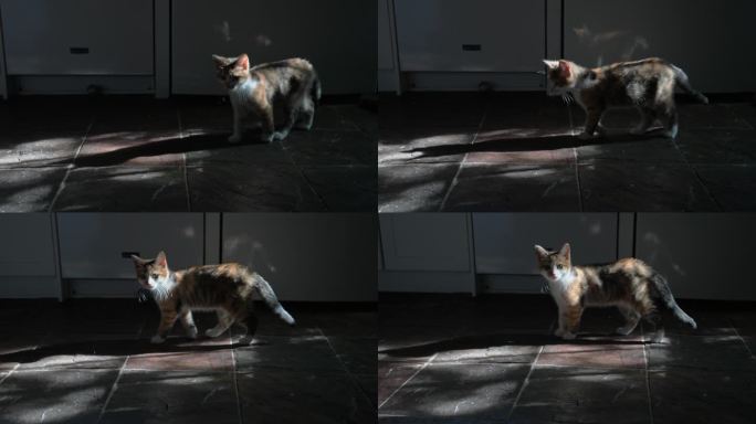 白天，一只年轻的印花布猫在棕红相间的石板地板上走进一束自然光